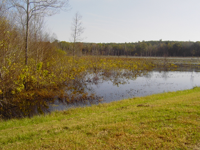 MississippiSwamp (279K)