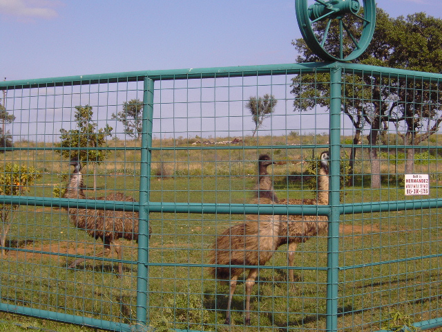Emus (284K)